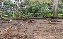 Ducks poultry for sale: Mandarin ducks males drakes - Image 3