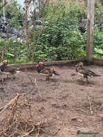 Ducks poultry Mandarin ducks males drakes - Advert 7