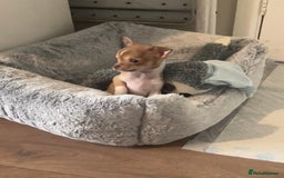 Chihuahua dogs for sale: CHIHUAHUA PUPPIES - Image 5