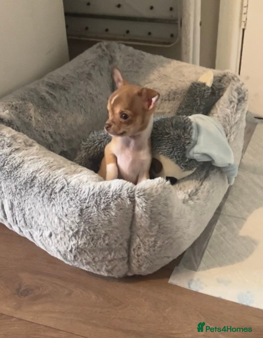 Chihuahua dogs for sale: CHIHUAHUA PUPPIES - Image 5