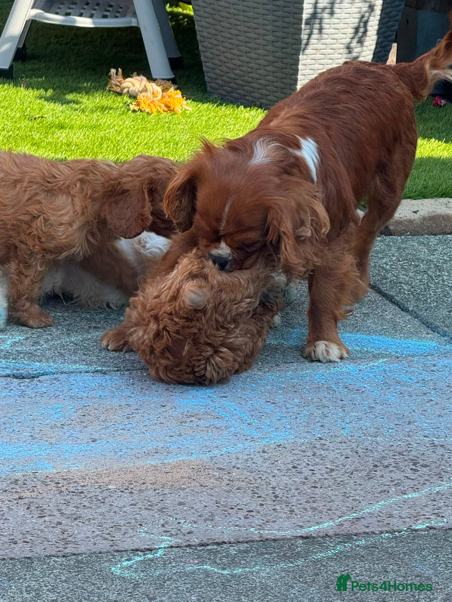 Cavapoo dogs Beautiful Cavapoo Puppies 2 Boys 1 Girl Available  - Advert 3