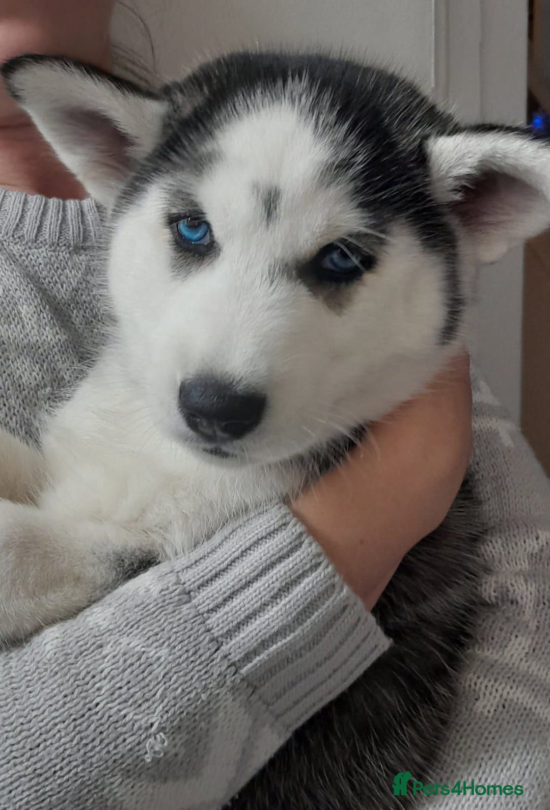 Siberian Husky dogs for sale: Husky puppy - Advert 1