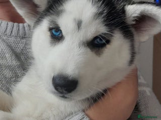 Siberian Husky dogs Husky puppy - Advert 5