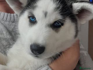 Siberian Husky dogs Husky puppy - Advert 18