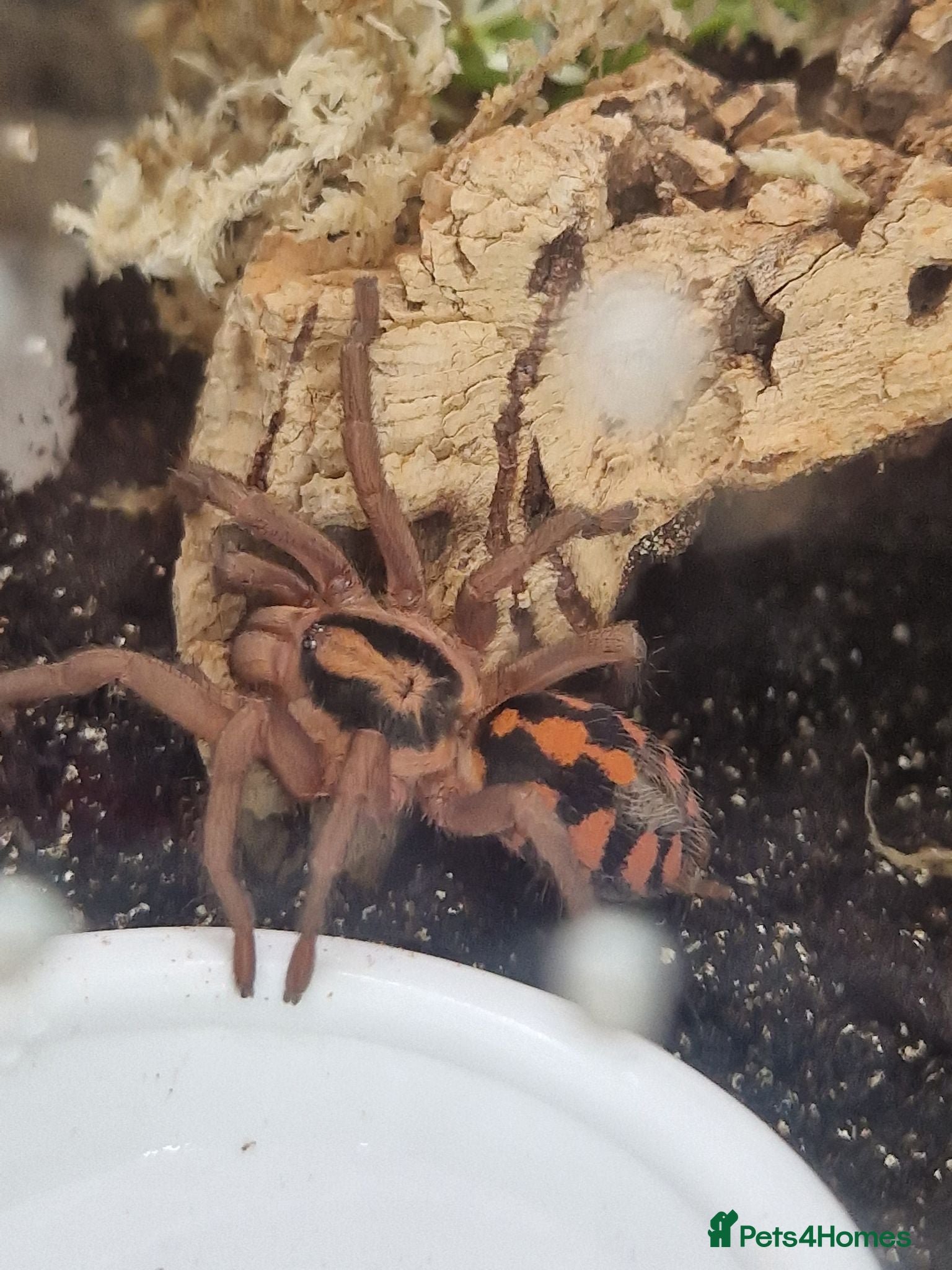 Tarantulas invertebrates 💥💥Mature & juvenile tarantulas 💥💥 - Advert 16
