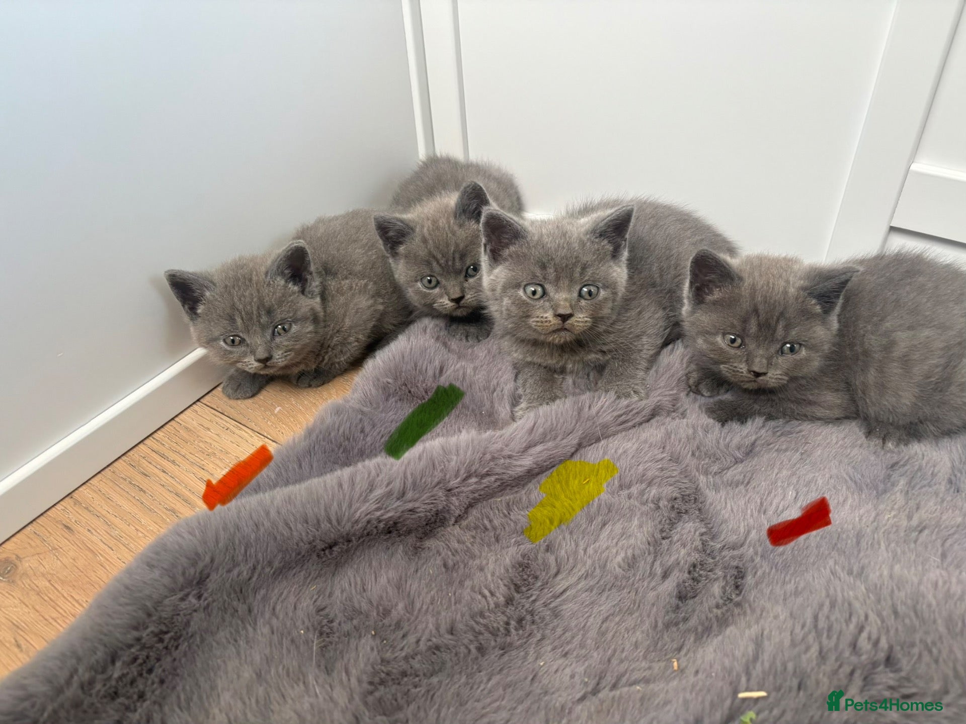 British Shorthair cats Pure BSH Kittens  - Advert 6