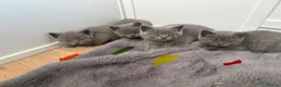 British Shorthair cats for sale: Pure BSH Kittens  - Advert 1