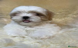 Shih Tzu dogs for sale: Five Adorable Puppies Looking for Loving Families - Image 21