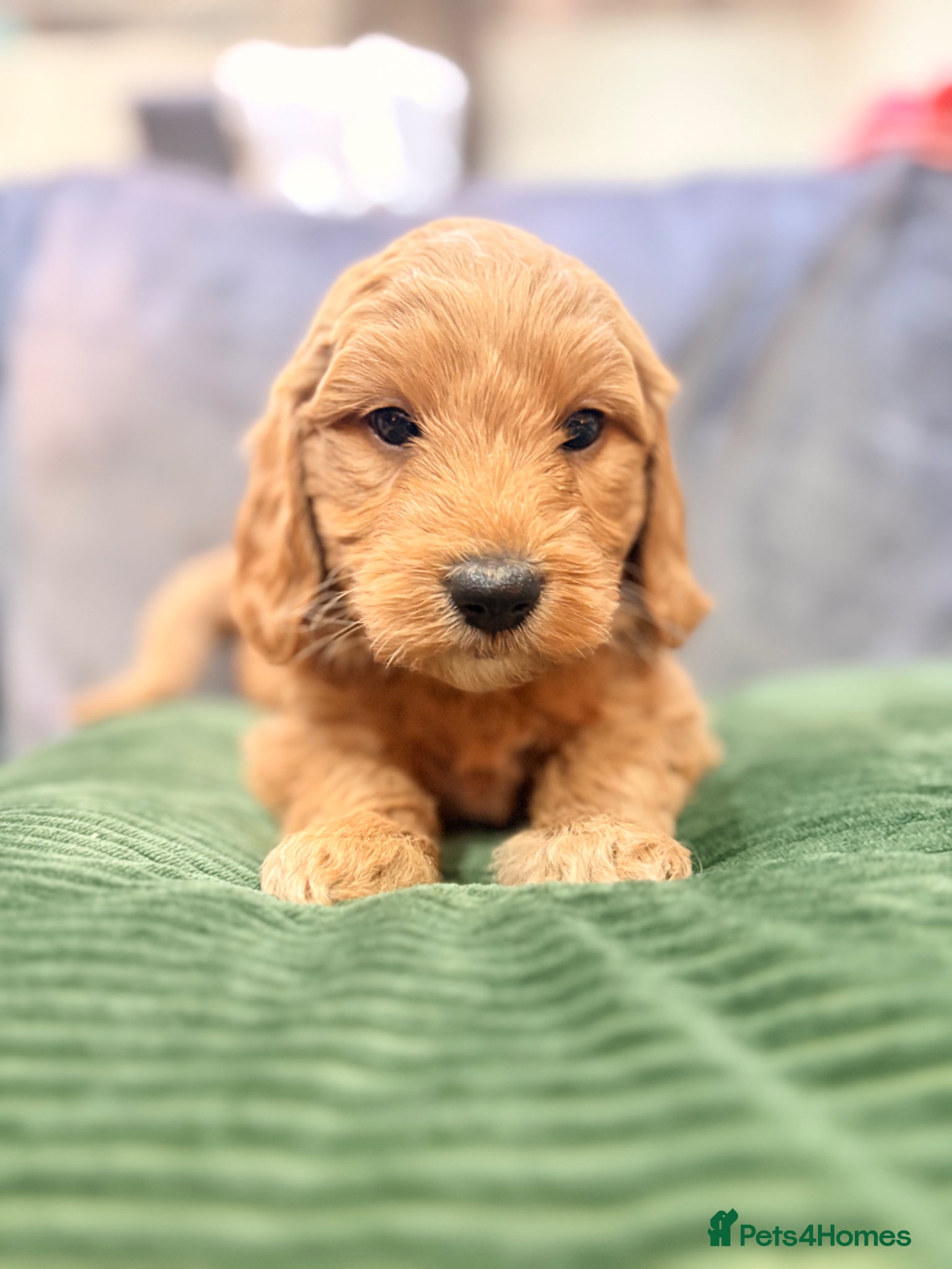 Mini Goldendoodle dogs Mini Goldendoodles from Therapy dog mom - Advert 1