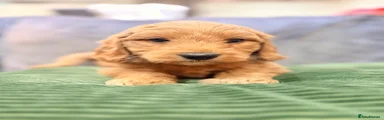 Mini Goldendoodle Puppy Black