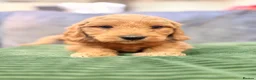 Mini Goldendoodle dogs for sale: Mini Goldendoodles from Therapy dog mom - Advert 1