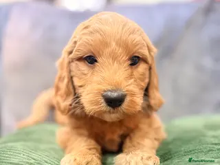 Mini Goldendoodle dogs Mini Goldendoodles from Therapy dog mom - Advert 1