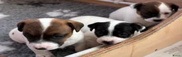 Jack Russell dogs for sale: Jack Russell puppies for sale  - Advert 1