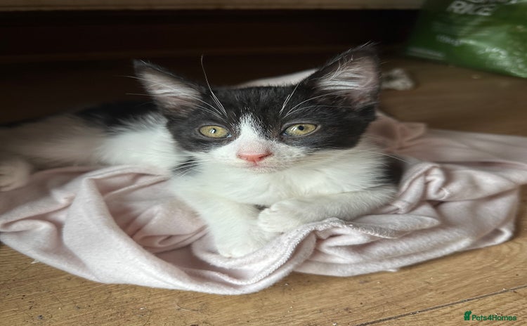 Mixed Breed cats - Advert 14