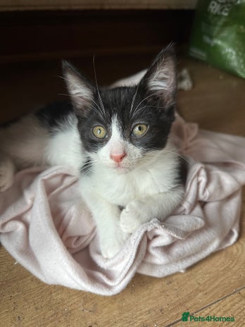 Mixed Breed cats - Advert 14