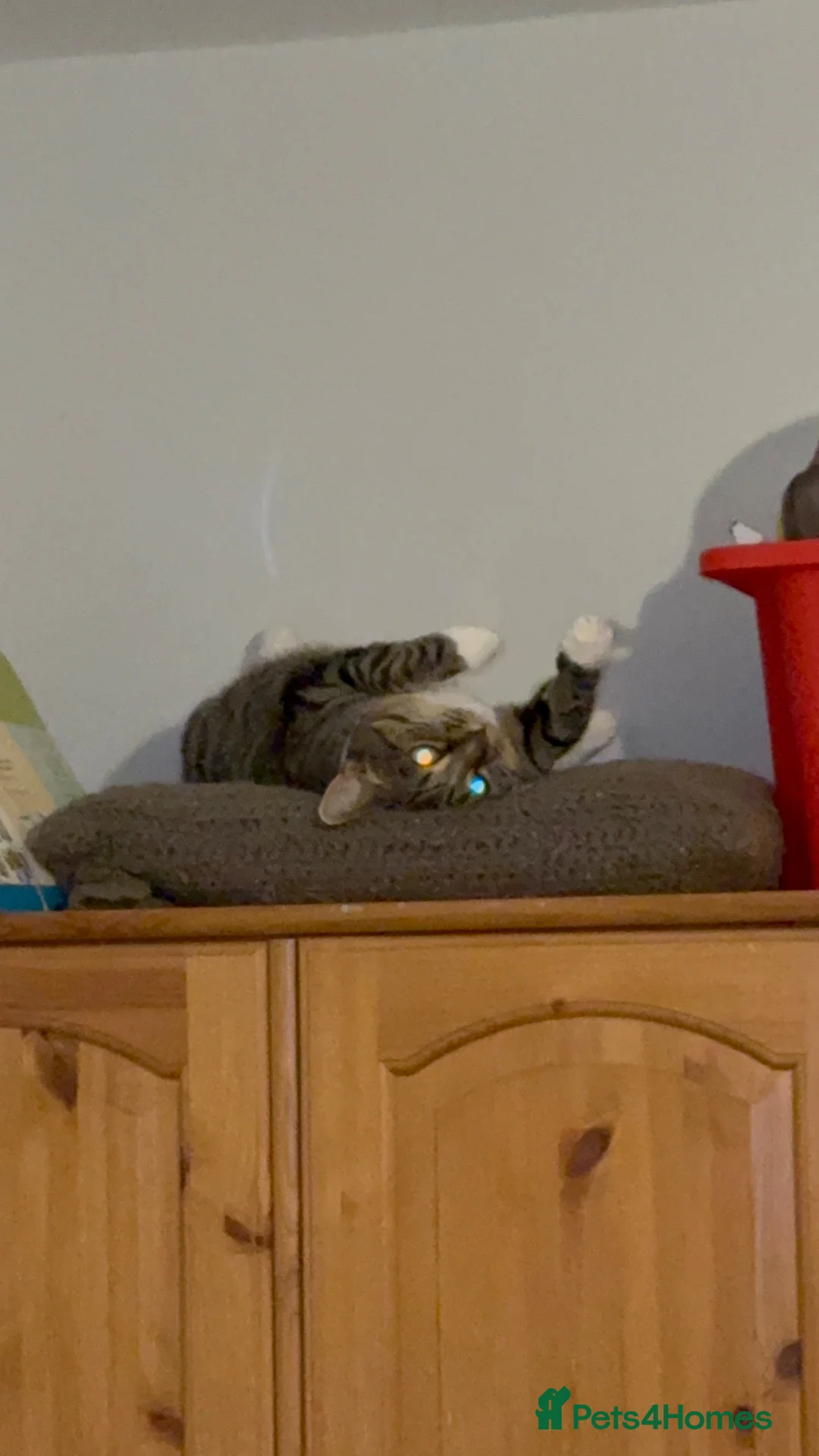 Mixed Breed cats for sale: 4 year old female cat-Daisy  in Amlwch - Advert 4