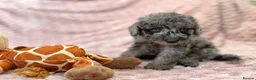 Labradoodle dogs for sale: DNA health tested parents of stunning labradoodles in Ware - Advert 3