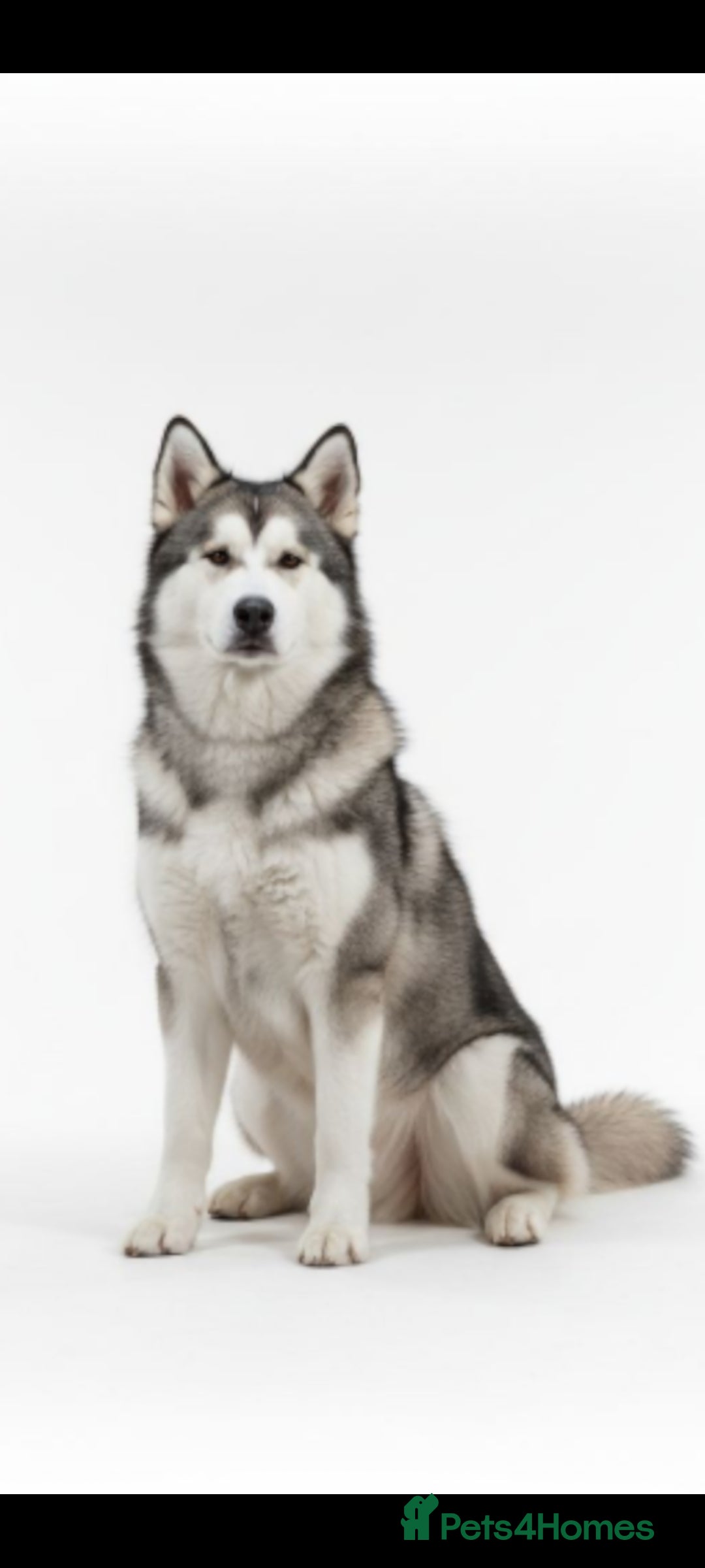 Mixed Breed dogs for sale: Husky x Lab Pup - Advert 4