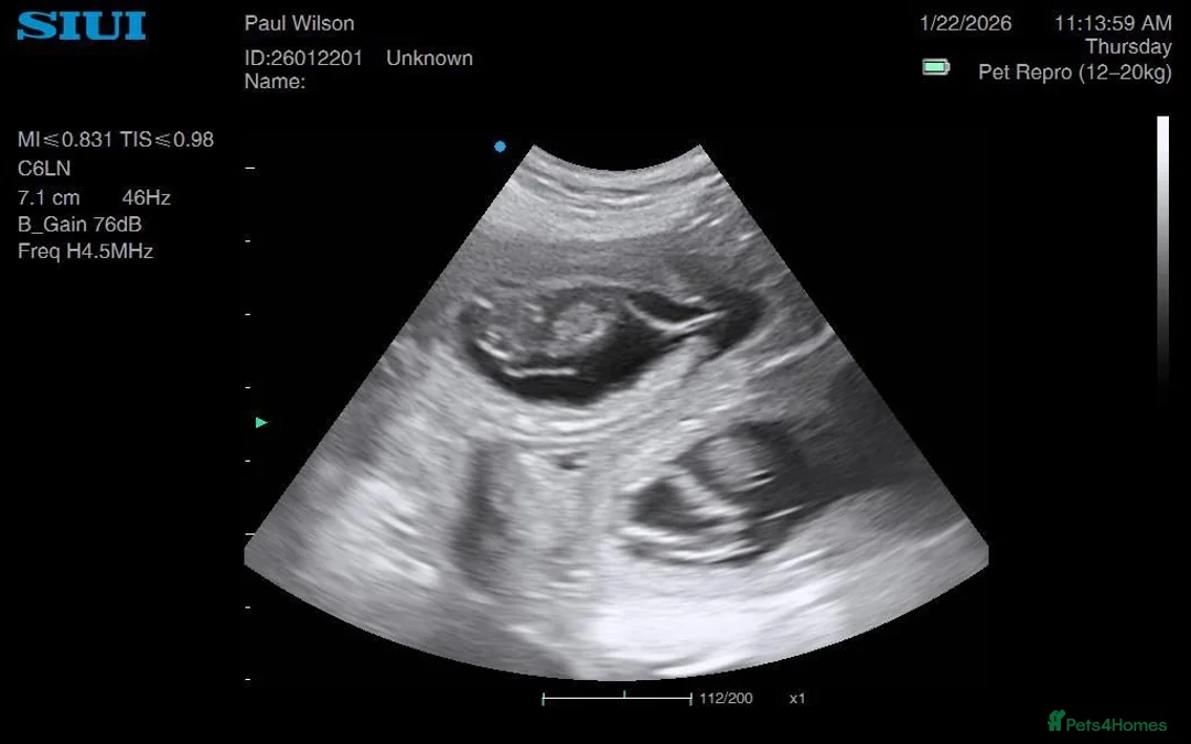 Golden Retriever dogs for sale: Low inbreeding coefficient puppies due soon  - Advert 7