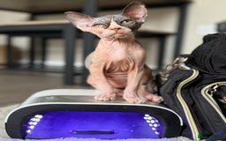 Sphynx cats for sale: Sphynx girl - Image 2