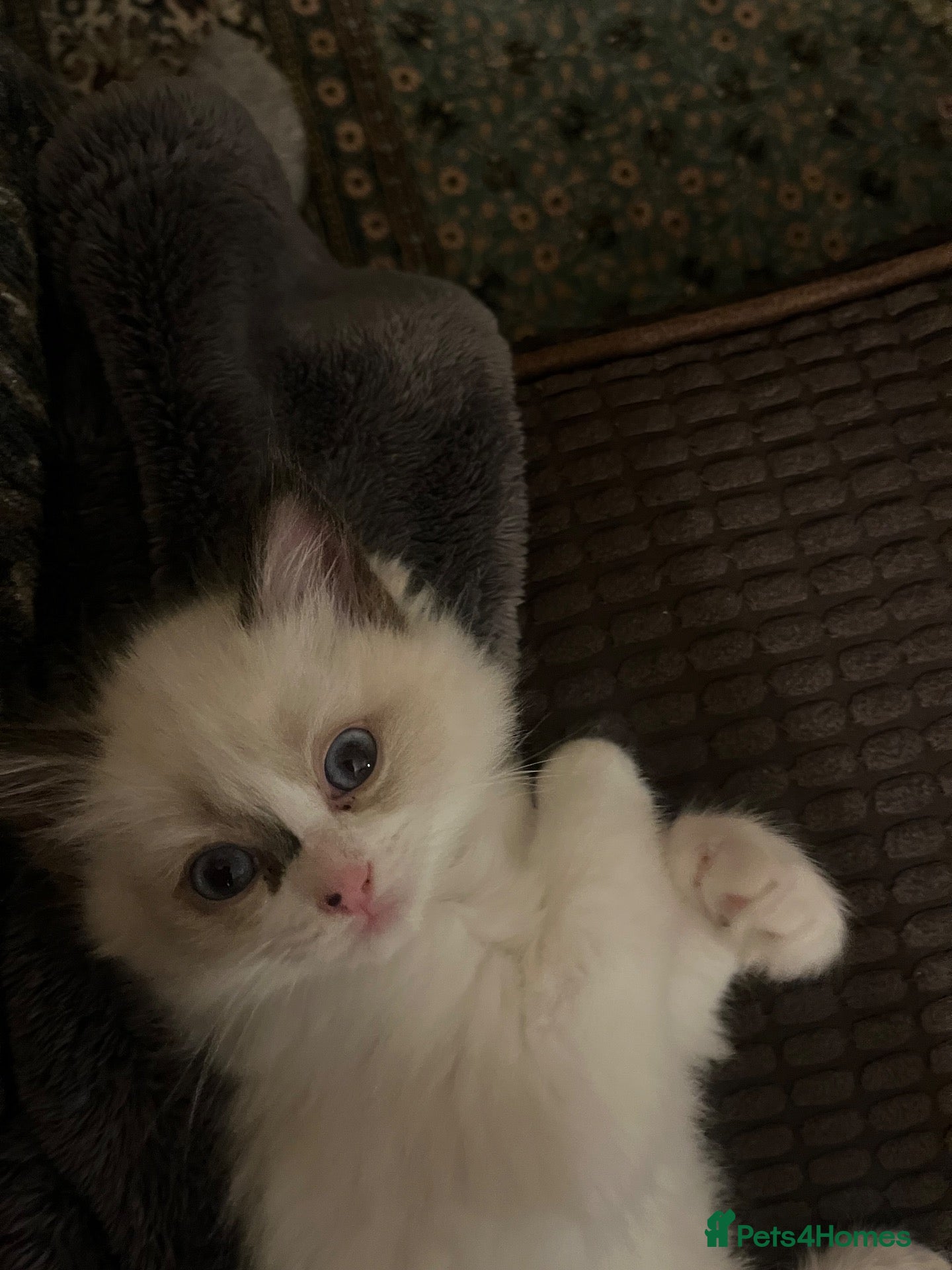 Ragdoll cats Beautiful baby girl ragdoll  - Advert 1