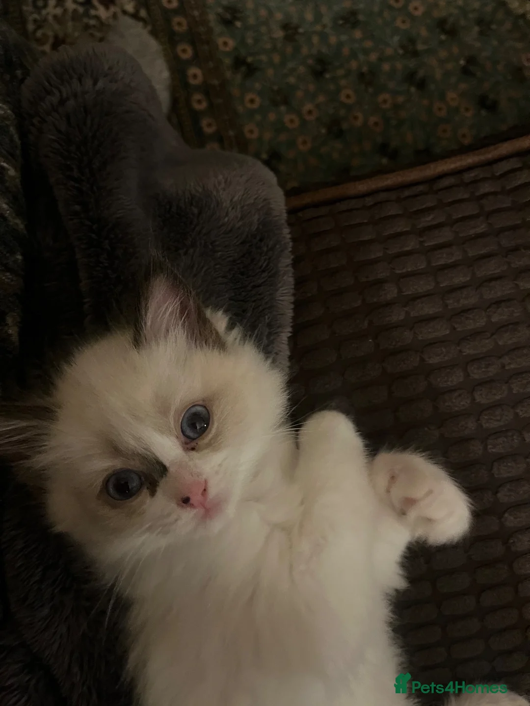 Ragdoll cats for sale: Beautiful baby girl ragdoll  in Liverpool - Advert 1