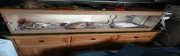Python Snake reptiles for sale: Two Royal pytones  in Nottingham - Advert 2