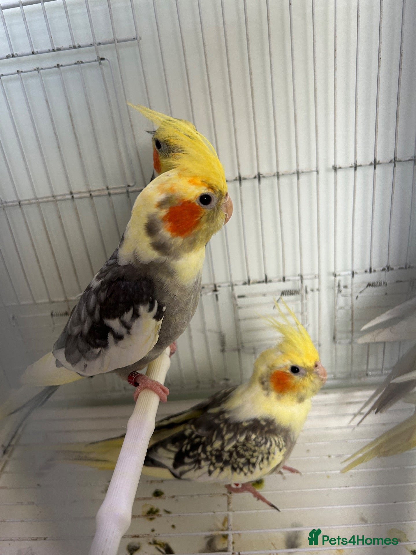 Cockatiels birds Cockatiels  - Advert 13
