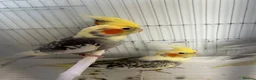 Cockatiels birds for sale: Cockatiels  - Advert 1