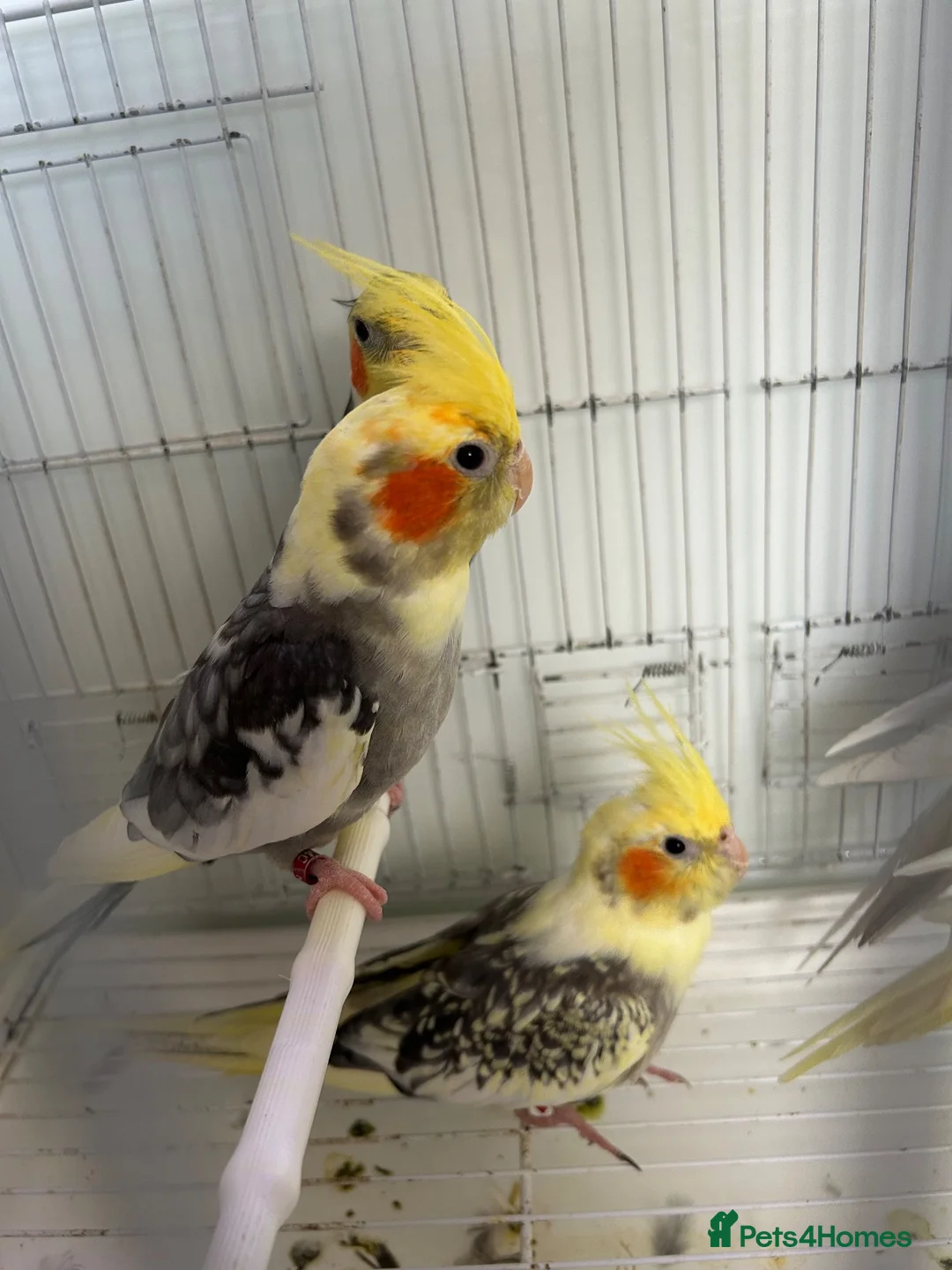 Cockatiels birds for sale: Cockatiels  - Advert 1