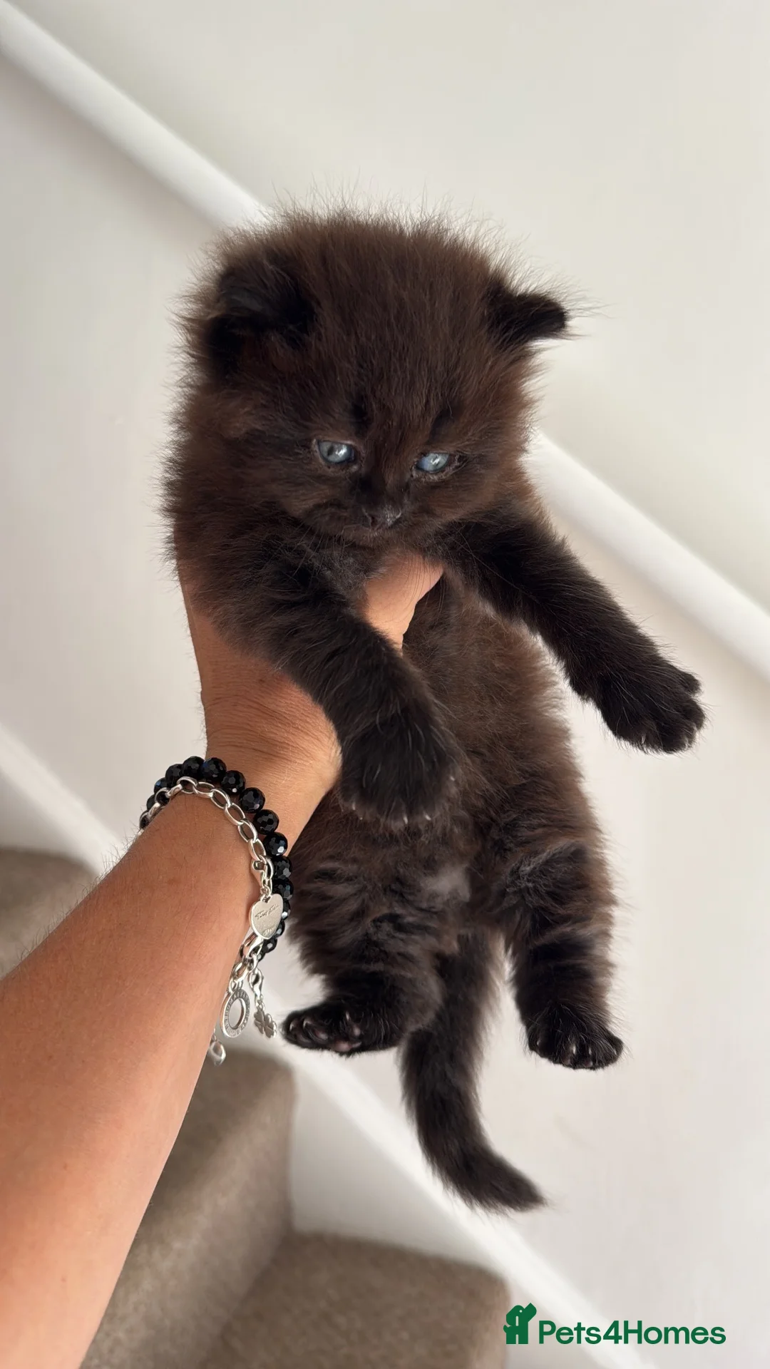 Ragdoll cats for sale: 2 beautiful ragdoll kittens available  in Penarth - Advert 2