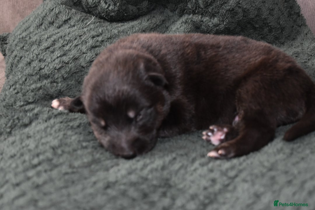 Shepsky dogs for sale: German shepherd x husky puppies - Image 1