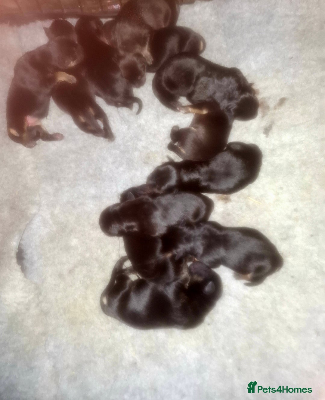 Mixed Breed dogs for sale: A stunning litter of gsd x rottie x mastiff pups  - Image 10