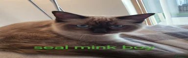 Ragdoll 1