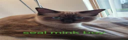 Ragdoll cats for sale: Gorgeous fluffy seal point and mink ragdolls   - Advert 4