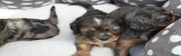 Cavapoo dogs for sale: Health Tested Cavapoo Puppies  - Advert 28