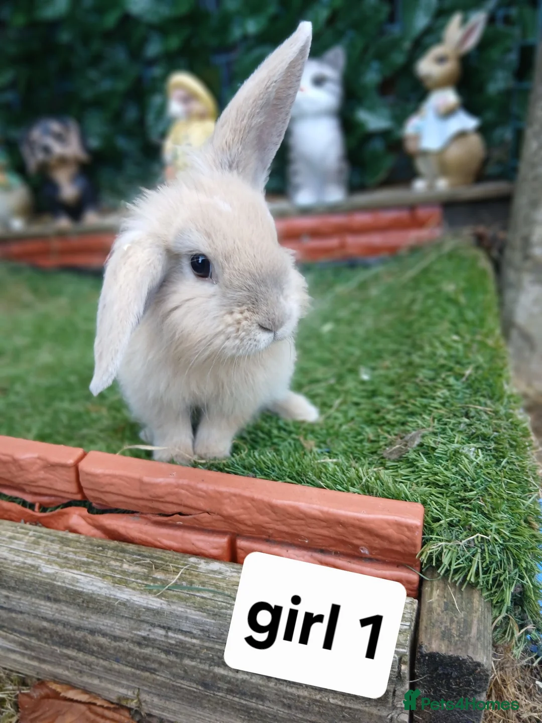 Mixed Breed rabbits for sale: Mini lop X lion head  - Advert 2
