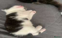 Domestic Shorthair cats for sale: 5 gorgeous kittens 🐈‍⬛  - Advert 14