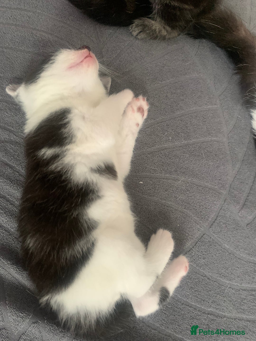 Domestic Shorthair cats for sale: 5 gorgeous kittens 🐈‍⬛  - Advert 14