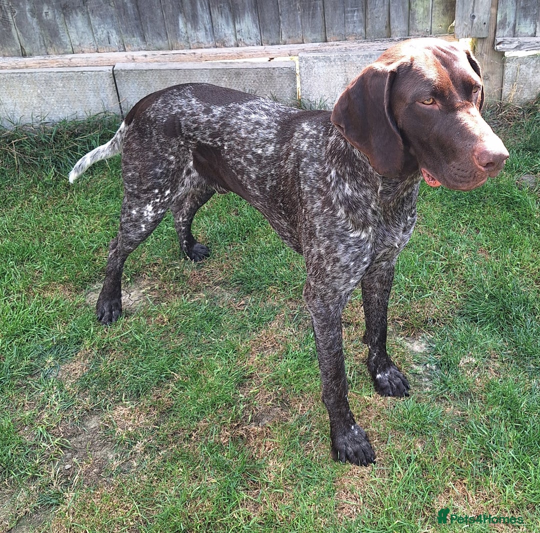 German Shorthaired Pointer dogs for stud: KC Registered German Short-haired Pointer for stud - Advert 2