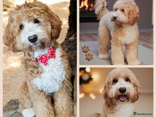 Australian Labradoodle dogs HIP 0/0 ELBOW 0/0! 100% AUSTRALIAN LABRADOODLE - Advert 5