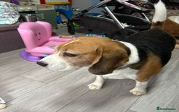 Beagle dogs for sale: 6 year old needs a forever home - Advert 2