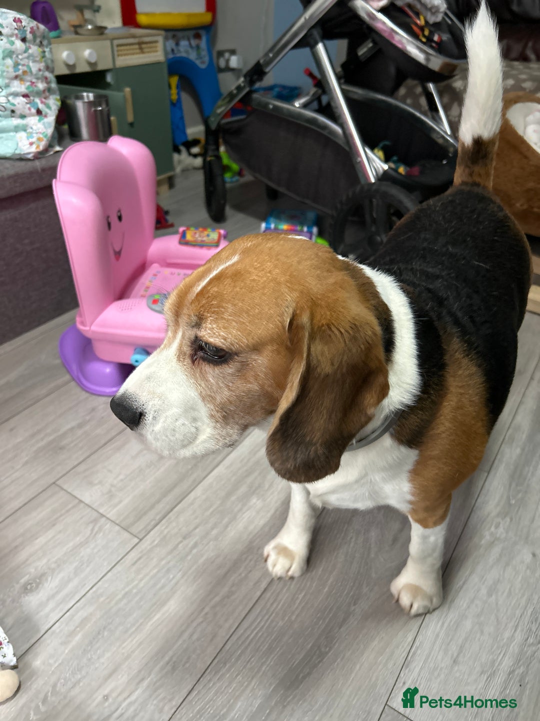 Beagle dogs for sale: 6 year old needs a forever home - Advert 2