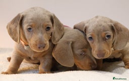 Miniature Dachshund dogs for sale:  🌟5StarsLicense+Holistic+KC+VetChecked+PRA Clear+ - Image 33