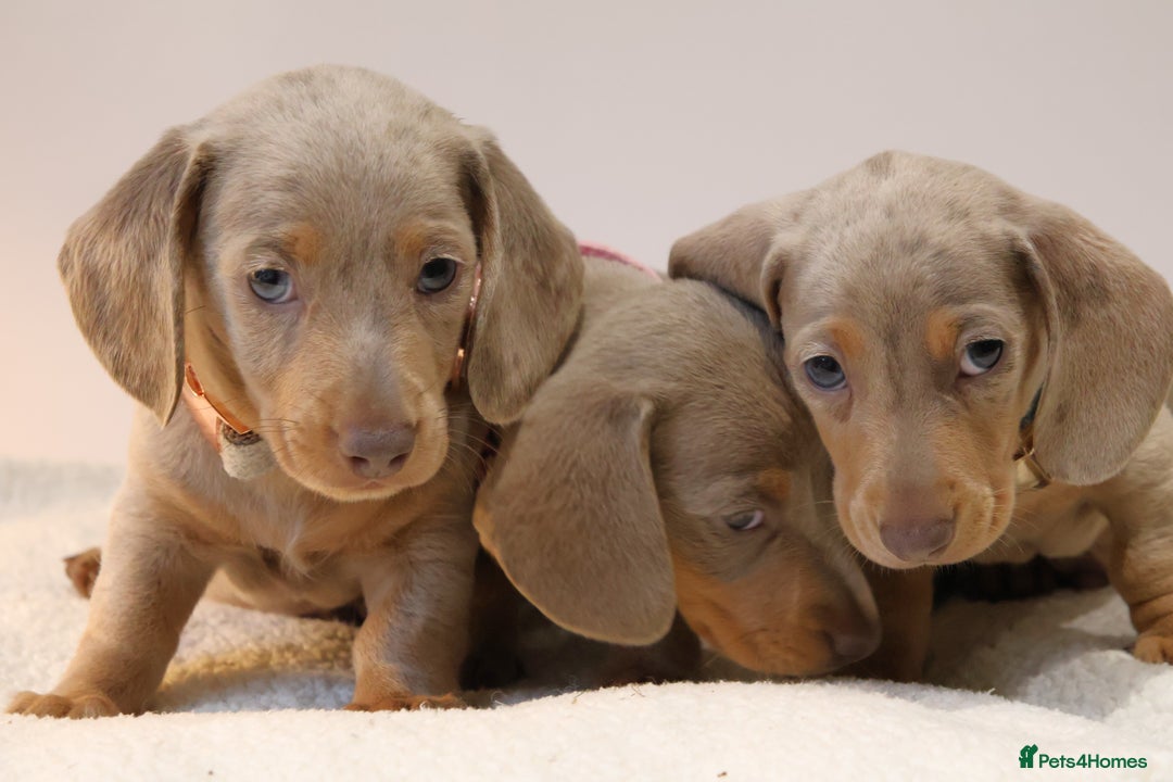 Miniature Dachshund dogs for sale:  🌟5StarsLicense+Holistic+KC+VetChecked+PRA Clear+ - Image 33