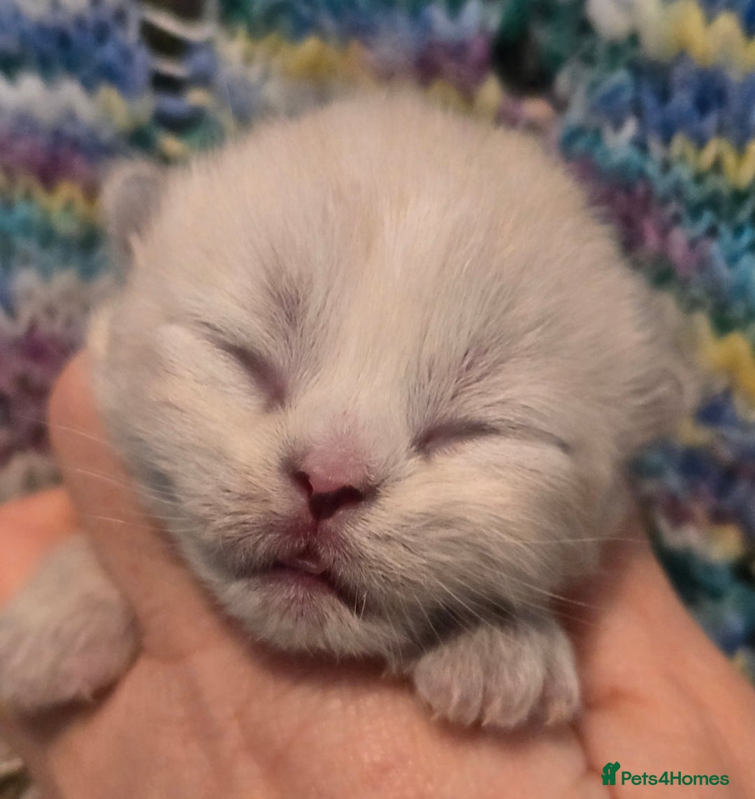 British Shorthair cats for sale: ONE GIRL LEFT TICA REGISTERED BRITISH SHORTHAIR - Advert 11