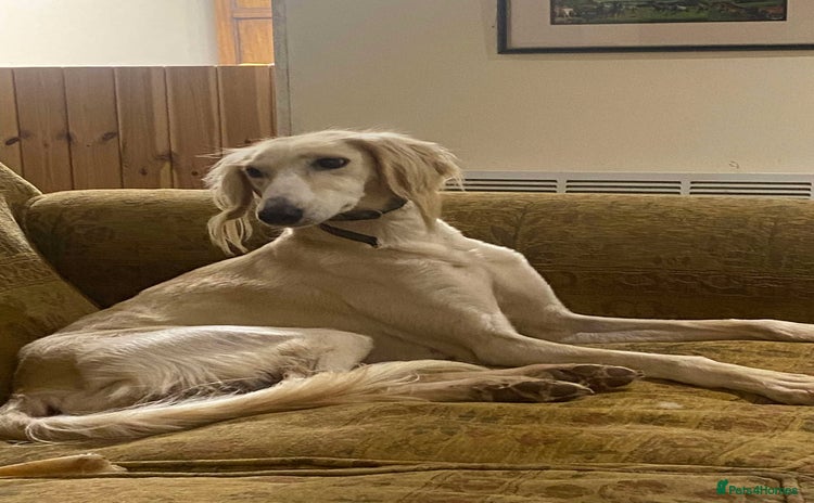 Mixed Breed dogs Beautiful Saluki x Whippet puppies - Advert 4