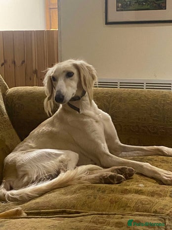 Mixed Breed dogs Beautiful Saluki x Whippet puppies - Advert 4