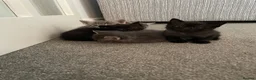 Ragcoon cats for sale: Ragcoon Kittens  - Advert 6