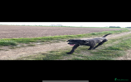 Presa Canario dogs for sale: Presa canario 4 years old  - Image 3